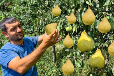 PEAR HARVESTING IN THE VILLAGE! GRANDMA COOKING HEALTHY FOOD | PEAR JAM AND MILK PILAF
