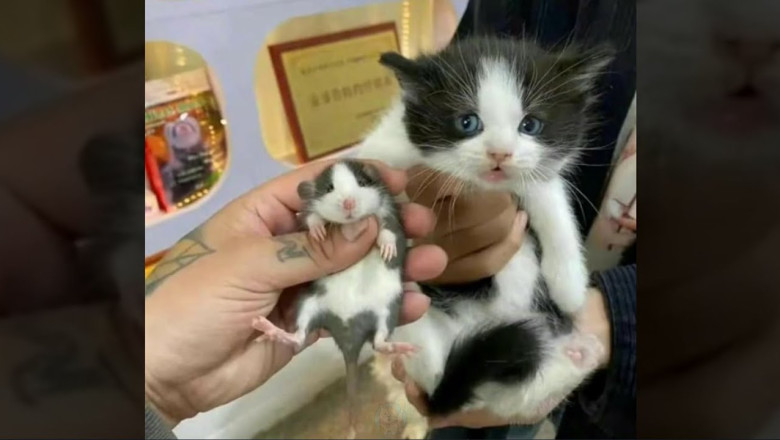 20 minutes of the funniest pets for pet lovers only