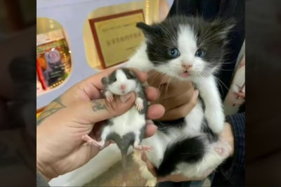 20 minutes of the funniest pets for pet lovers only