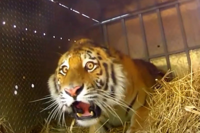 Animals Being FREED For The First Time!