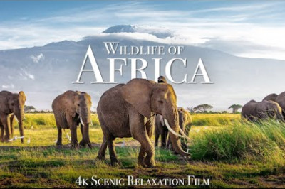 Wildlife of Africa 4K - Scenic Relaxation Film With African Music