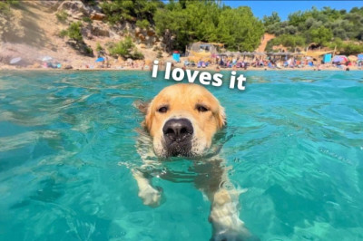 My Dog Has The Best Beach Day