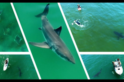 Best Great White Shark Drone Footage of 2021 (Narrated)