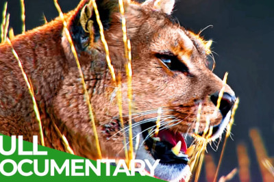 Wild Journey - Chile: Country of Contrasts | Free Documentary Nature