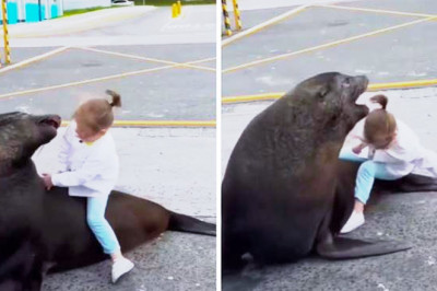 You Won't Believe What This Sea Lion Did To This Girl