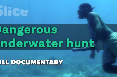 A dangerous dive in search for the dinga-dinga | SLICE