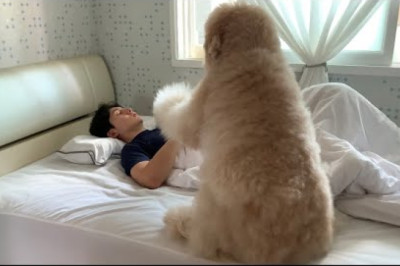 Why It's Hard to Have a Large Dog