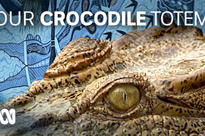Crocodiles in Kowanyama hold an important cultural place, despite being feared 🐊