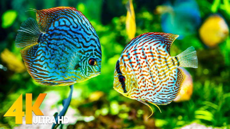 🐠 Sea Animals With Relaxing Music - Rare and Colorful Sea Life Video