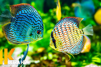 🐠 Sea Animals With Relaxing Music - Rare and Colorful Sea Life Video