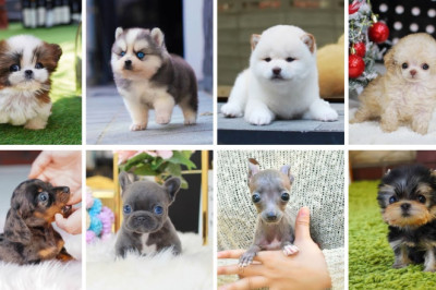 Teacup Dogs - 15 Cute Miniature Dog Breeds | Teacup Puppies
