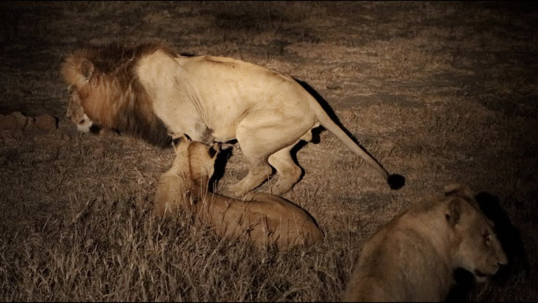 Virtual Safari - Male Lion Badly Injured in Another Fight! (Red Road Male)
