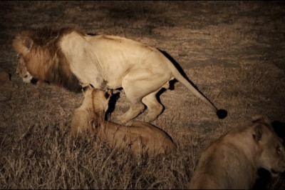 Virtual Safari - Male Lion Badly Injured in Another Fight! (Red Road Male)