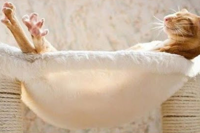 🐈 Don't disturb the cats! 😺 A compilation of funny cats and kittens for a good mood! 😻