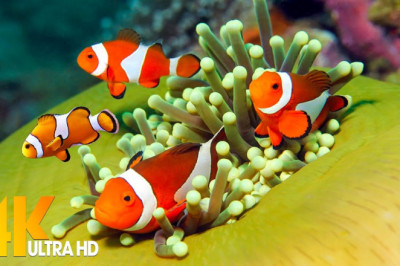 🐠 Sea Animals With Relaxing Music - Rare and Colorful Sea Life