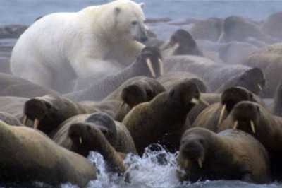 Polar Bear vs Walrus colony | BBC Planet Earth