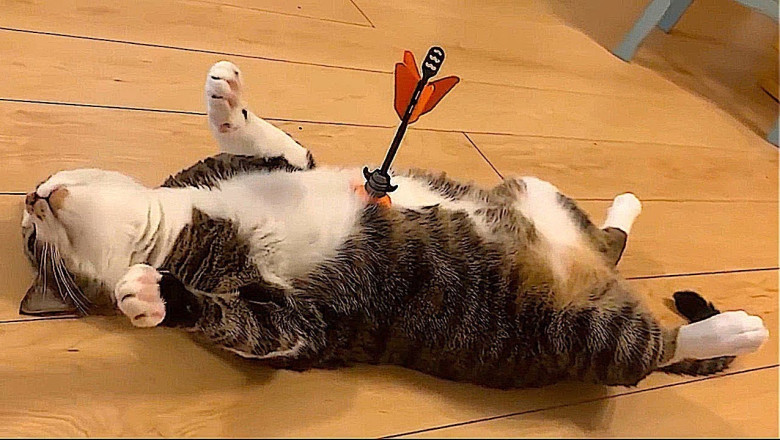 The funniest animals / Fun with cats and dogs 2022