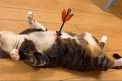 The funniest animals / Fun with cats and dogs 2022
