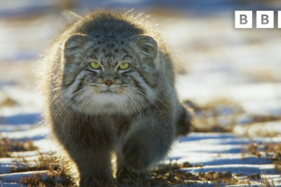 World’s Grumpiest Cat I Frozen Planet II I BBC