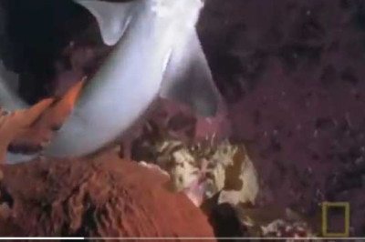 Watch a giant pacific octopus kill a shark. Even though it is a spiny dogfish shark (never larger than 1.5 m in length) and the scene takes place in an aquarium tank, it is always an impressive event