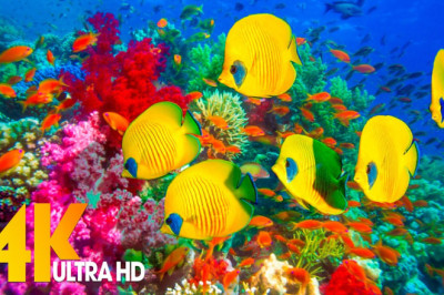 Under Red Sea 🐳 Incredible Underwater World - Tropical Fish, Coral Reefs, Jellyfish Aquarium