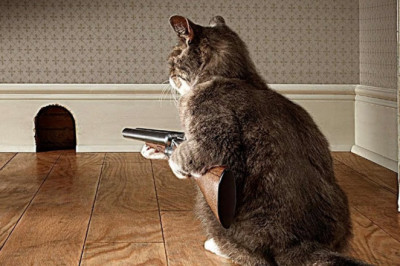 50 Genius Animals Caught On Camera