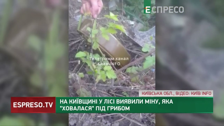 In the Kyiv region, a mine was discovered in the forest, which was hiding under a mushroom