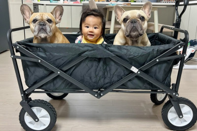 My Dogs And Our Baby Go On A Special Outing  / CUTEST REACTIONS
