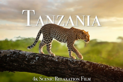Tanzania Scenic Wildlife Film With African Music