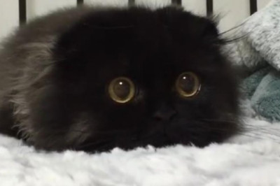 Cute Animals for When You are Stressed