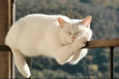 🐈 Cats against logic! 😺 A compilation of funny cats and kittens for a good mood! 😻