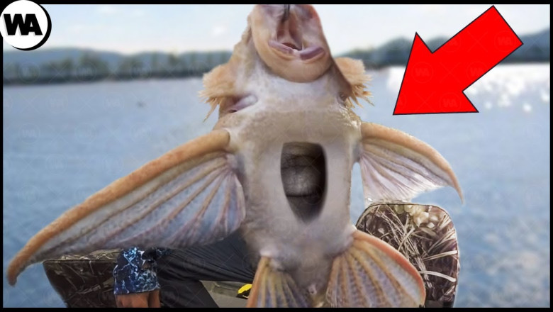 Fish That Breathes Air, Eats Wood, and Is Hard to Kill