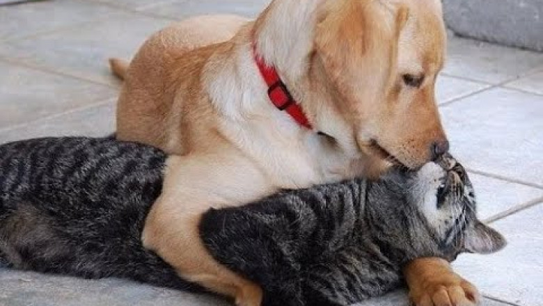 Let's be friends, otherwise I'll bite! 😺 A selection of funny cats and dogs for a good mood! 😺