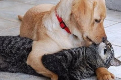 Let's be friends, otherwise I'll bite! 😺 A selection of funny cats and dogs for a good mood! 😺