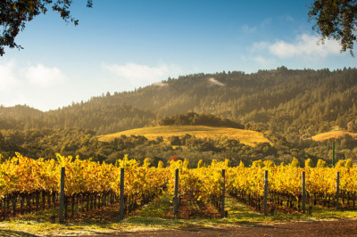 Cellar Secrets: Affordable and Food-Friendly California Wines