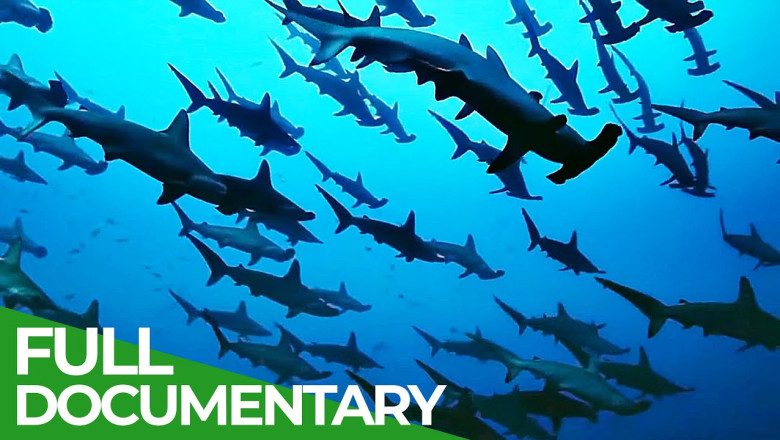 The Wild Pacific - Gigantic Ocean Teeming With Life | Free Documentary ...