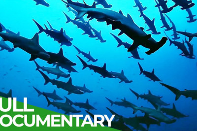 The Wild Pacific - Gigantic Ocean Teeming With Life | Free Documentary Nature