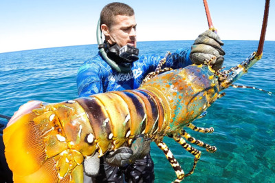 Giant Lobster Catch And Cook With My Family