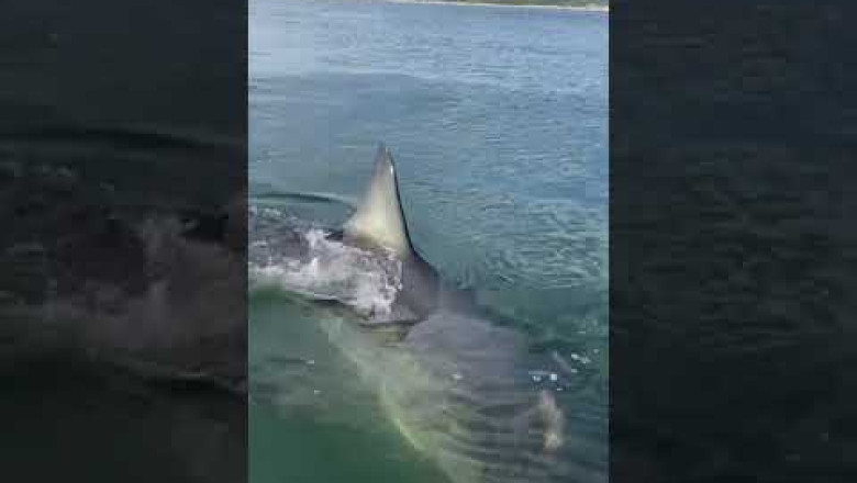 GREAT WHITE SHARK TASTES OUR BOAT!