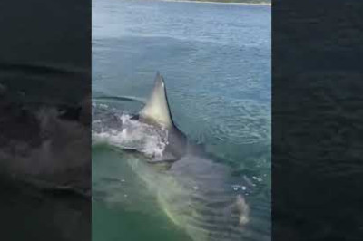 GREAT WHITE SHARK TASTES OUR BOAT!