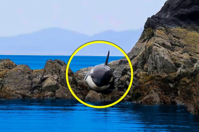Orca Got Stuck and Cried for Hours. When Rescuers Arrived, Something Incredible Happens