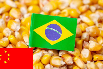 UPDATE 4-Brazil moves closer to China corn exports with Chinese approvals