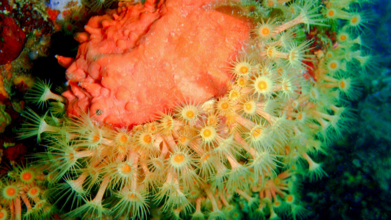 Biologia marina con Andrea Ginelli