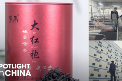 Da Hong Pao, the most expensive tea in the world;  1.2 million dollars per Kg.