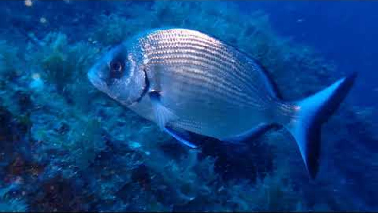 B &amp; B Diving Camogli