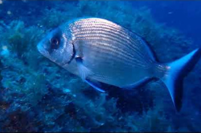 B & B Diving Camogli
