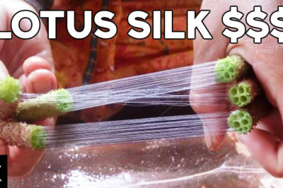 Lotus Silk Is One Of The Most Expensive Fabrics In The World