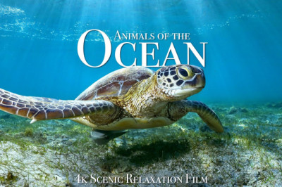 Animals of the Ocean 4K - Scenic Wildlife Film With Calming Music