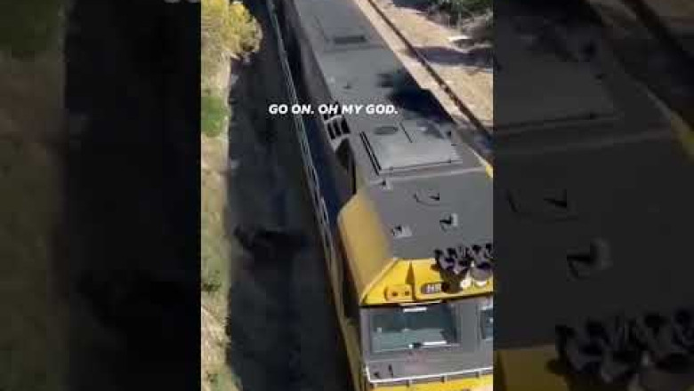 Real life hero💯 #doglover #shorts