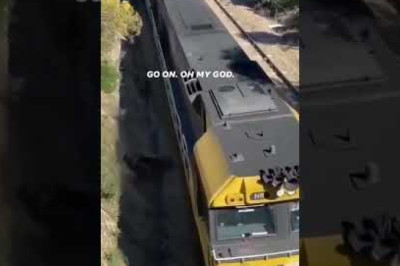 Real life hero💯 #doglover #shorts